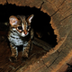 Illustration for article titled ZOMG BABY LEOPARD CATS!!!
